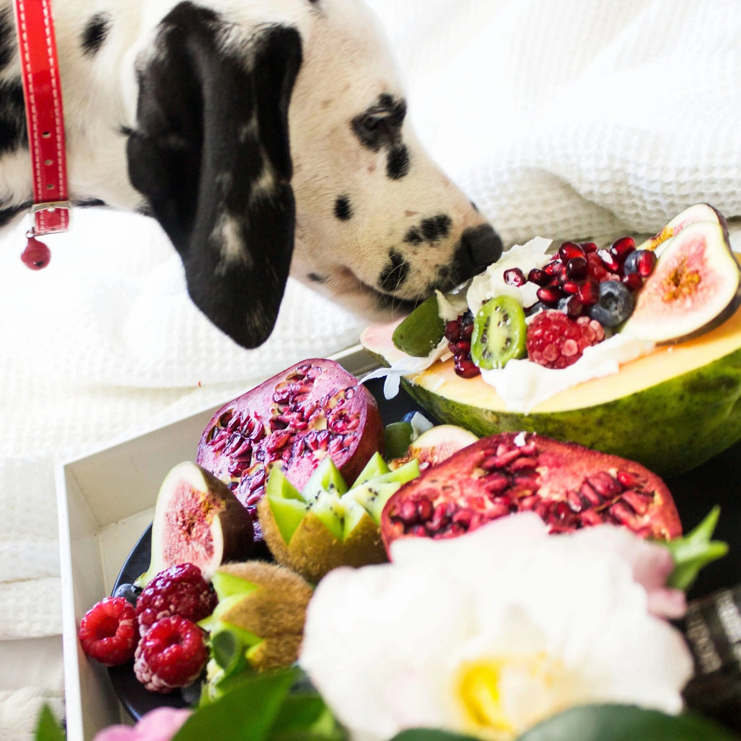 Balanced Diet Using a Slow Feeder Bowl