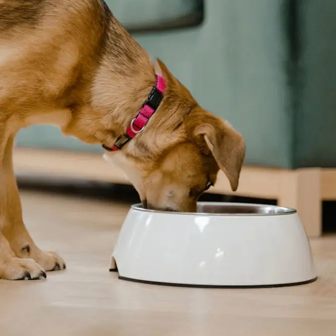 How to Find the Ideal Personalized Dog Bowl for Your Pup